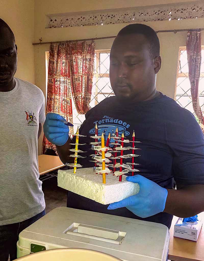 A male laboratory worker, with gloved hands, holds a polystyrene block with pencils inserted into it, lead point facing upwards. Several blood test strips are pressed down onto each pencil.